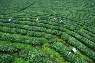 宜賓屏山農特產品抽樣詳查結果喜人 有機硒含量突出，安全指標全面達標