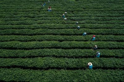 春來(lái)品春茶，貢山茶韻 一縷清香，一份醇厚
