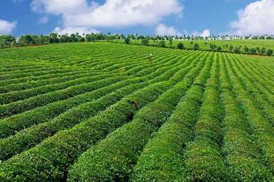 2022關(guān)鍵之年 打造楚茶品牌，助推農(nóng)產(chǎn)品與茶葉產(chǎn)業(yè)升級(jí)