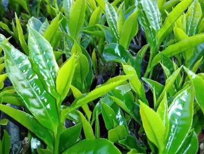 大洋炒茶 揭陽(yáng)揭西縣的綠色瑰寶，品味潮汕茶香