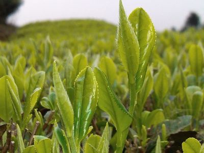 覃塘毛尖茶 榮登2023年全國名特優新農產品名錄的茶中珍品