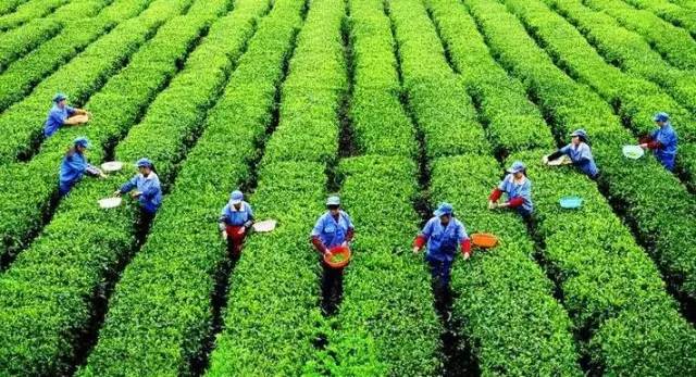重慶區(qū)縣長(zhǎng)電視代言 賦能優(yōu)質(zhì)農(nóng)產(chǎn)品，擦亮地方品牌金名片