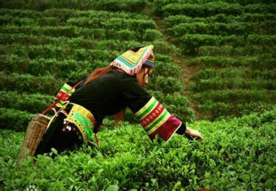 神州瑤都，物華天寶 永州江華縣地理標志農產品與茶葉的璀璨綻放