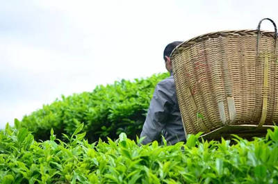 辟謠！別再給茶葉農(nóng)殘問(wèn)題交“智商稅”了