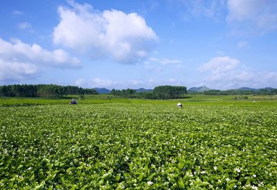 橫縣茉莉花茶榮登中國農業品牌目錄2019，區域公用品牌再綻新芳
