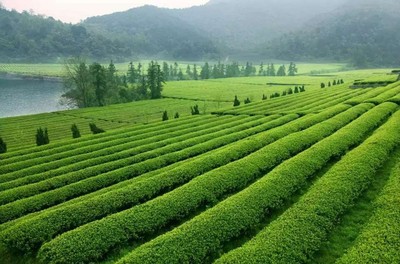 紹興十大絕美茶園，風(fēng)景如畫，宛如仙境