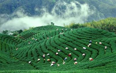 這文案，比茶還醇，比米更香！農(nóng)產(chǎn)品營(yíng)銷的爆燃新思路