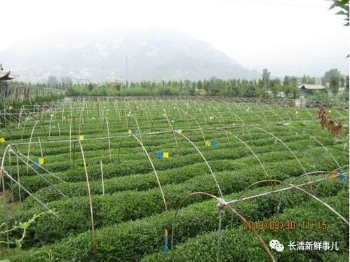長清綠茶榮獲全國名特優新農產品 一杯茶香里的鄉村振興夢