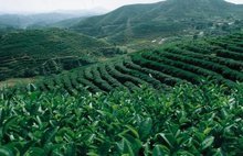 關于固始縣2012年茶葉生產基地建設的意見